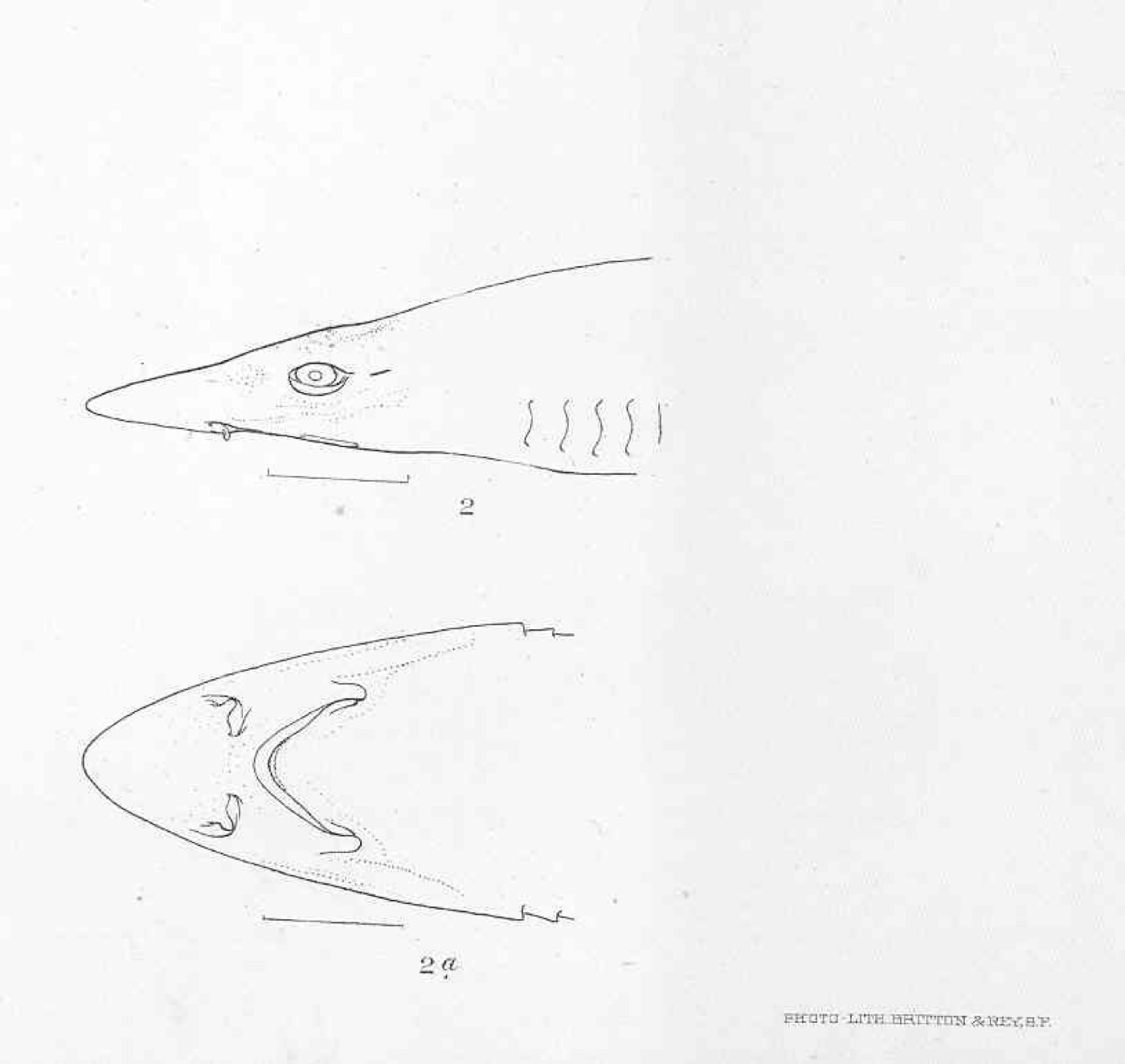 Historical plate of Mustelus dorsalis, published under the synonym Galeus dorsalis; not to scale.