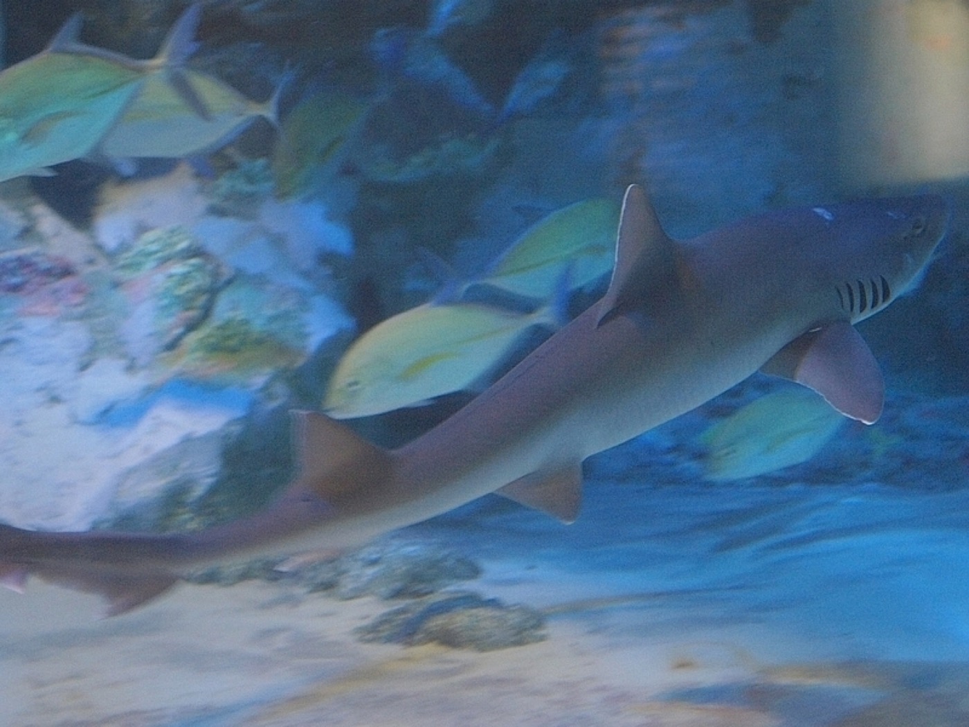 Mustelus griseus photographed in profile with the low dorsal fins visible; not to scale.