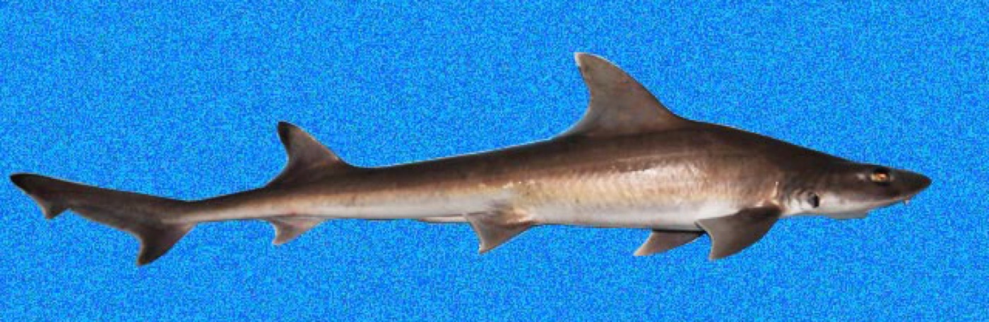 Narrowfin smooth-hound reference photograph showing the streamlined body and pointed snout; not to scale.