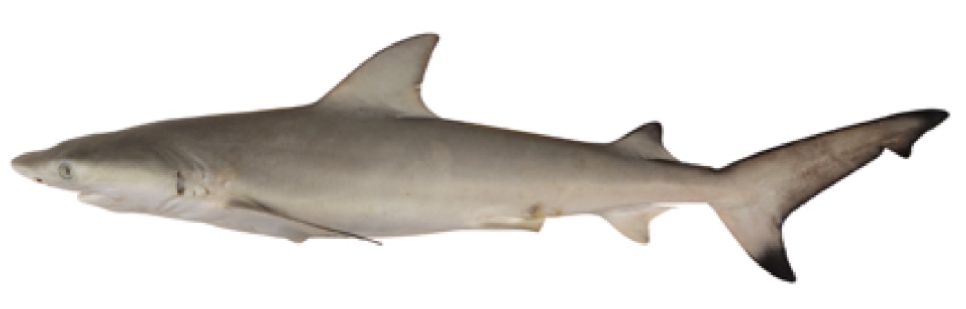 Nervous shark reference photograph showing the compact body and short snout; not to scale.