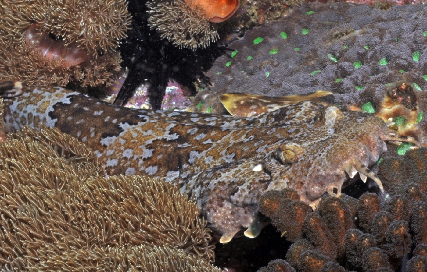 Ornate wobbegong underwater photograph showing the broad flattened body and ornate head tassels; not to scale.