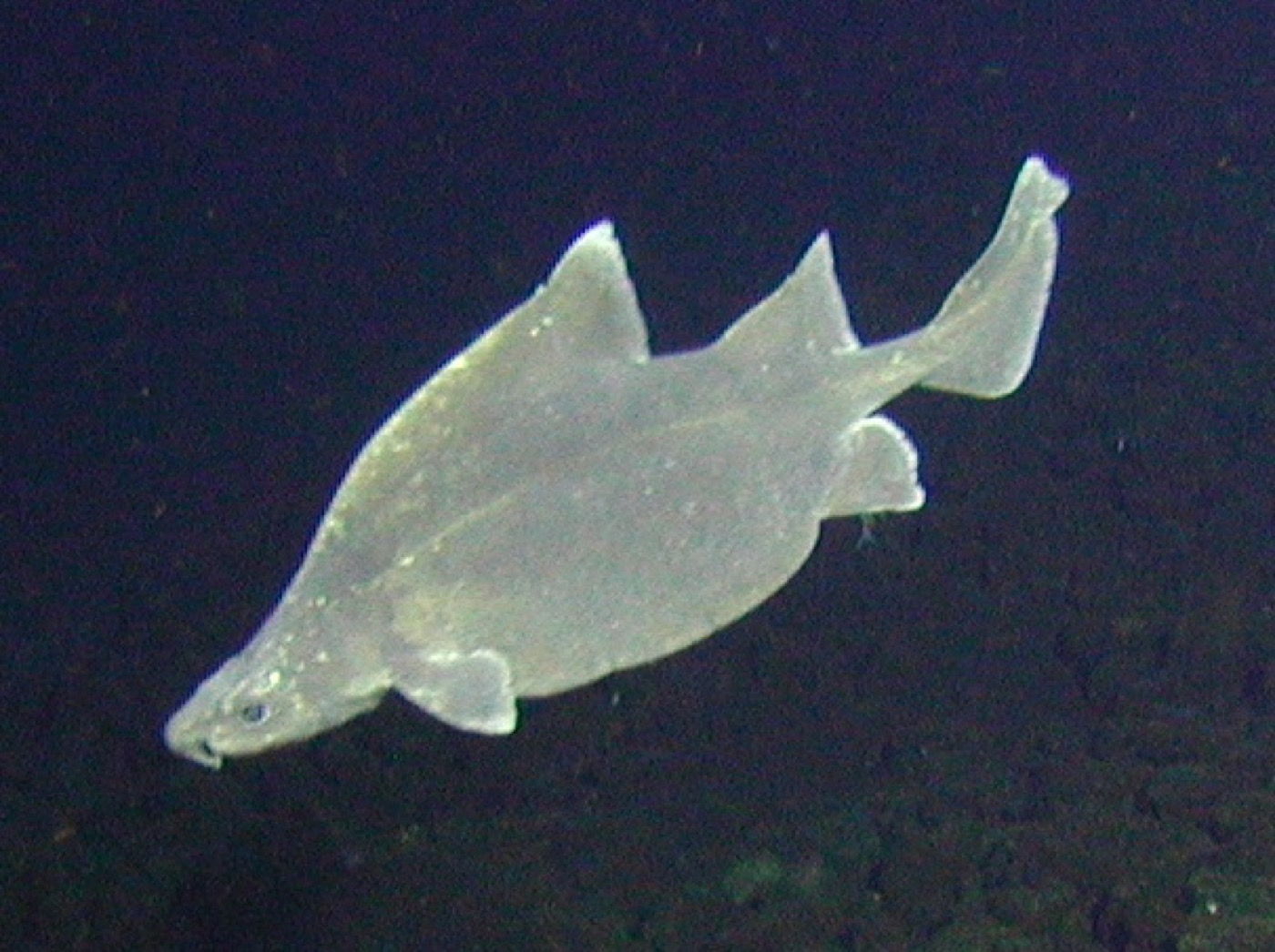 Prickly dogfish photographed at Rumble V submarine volcano; not to scale.