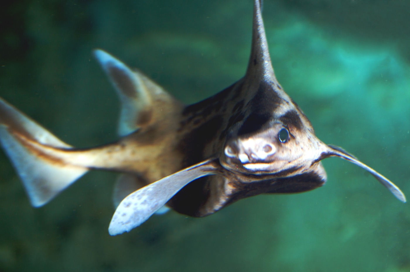 Caribbean roughshark photograph in lateral view; not to scale.