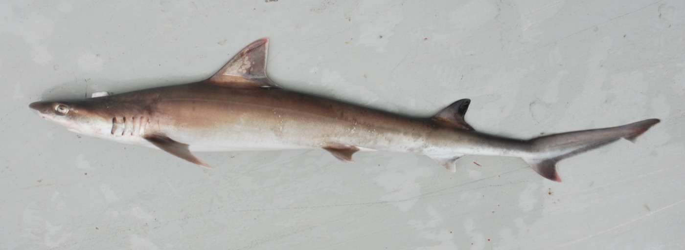 Observation photograph of Paragaleus leucolomatus in profile; not to scale.