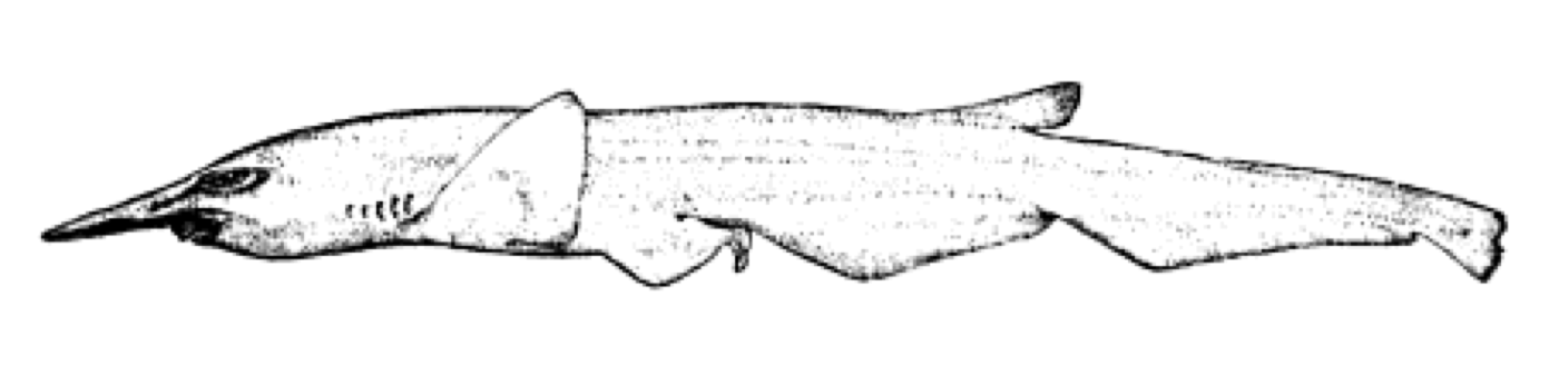 Historical illustration of Pentanchus profundicolus in lateral view; not to scale.