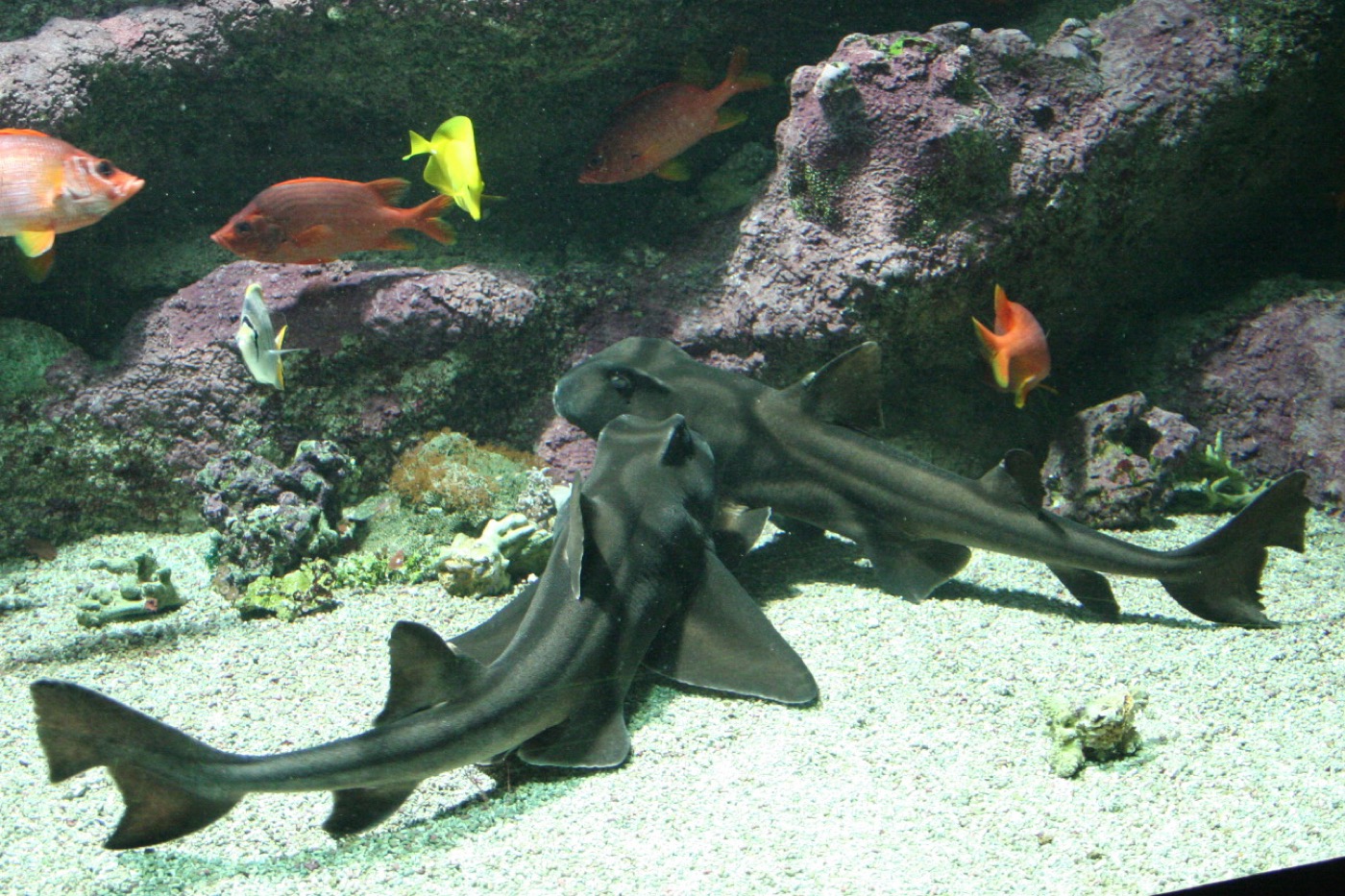 Port Jackson shark photograph showing the harness-like markings and blunt head; not to scale.
