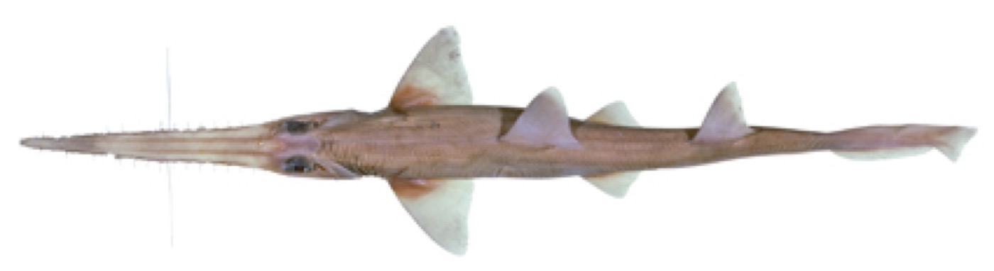 Tropical sawshark specimen profile from the Australian National Fish Collection; not to scale.