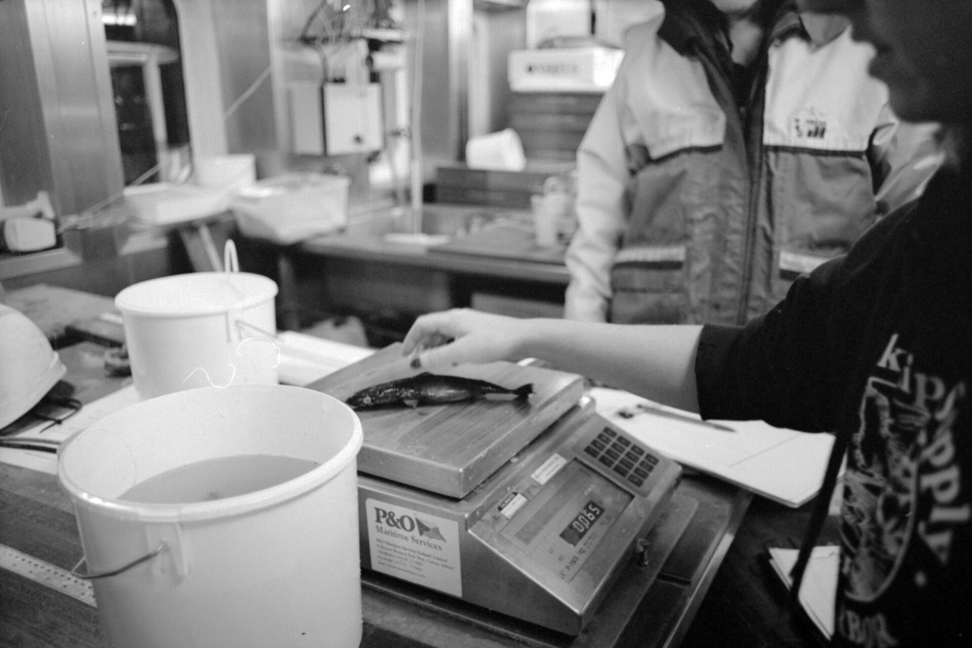 Pygmy shark reference photograph showing the tiny cylindrical body and dark coloration; not to scale.