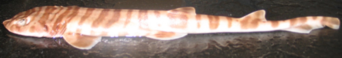 Quagga catshark reference photograph showing the striped-to-spotted body pattern and slender tail; not to scale.