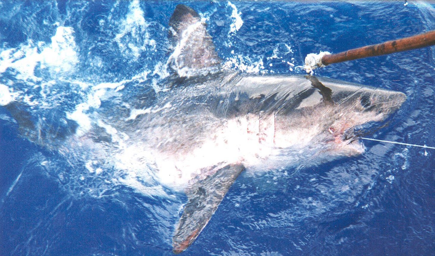 Salmon shark reference photograph showing the stocky lamnid body and pointed snout; not to scale.