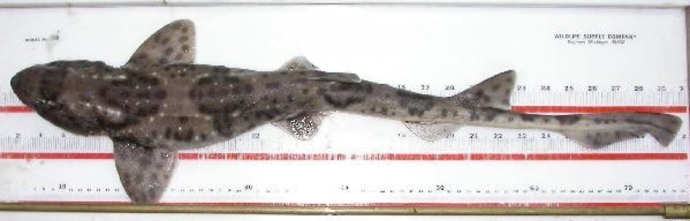 Narrowmouthed catshark specimen photograph showing the slender body and spotted patterning; not to scale.