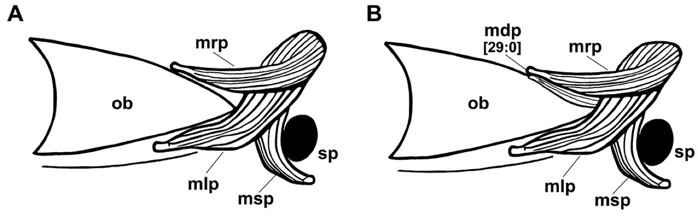 Narrowtail catshark scientific figure showing the body proportions and caudal fin shape; not to scale.