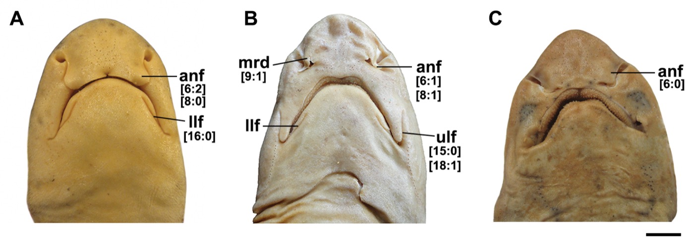 Scientific figure including the Schroederichthys saurisqualus specimen detail from a comparative catshark study; not to scale.