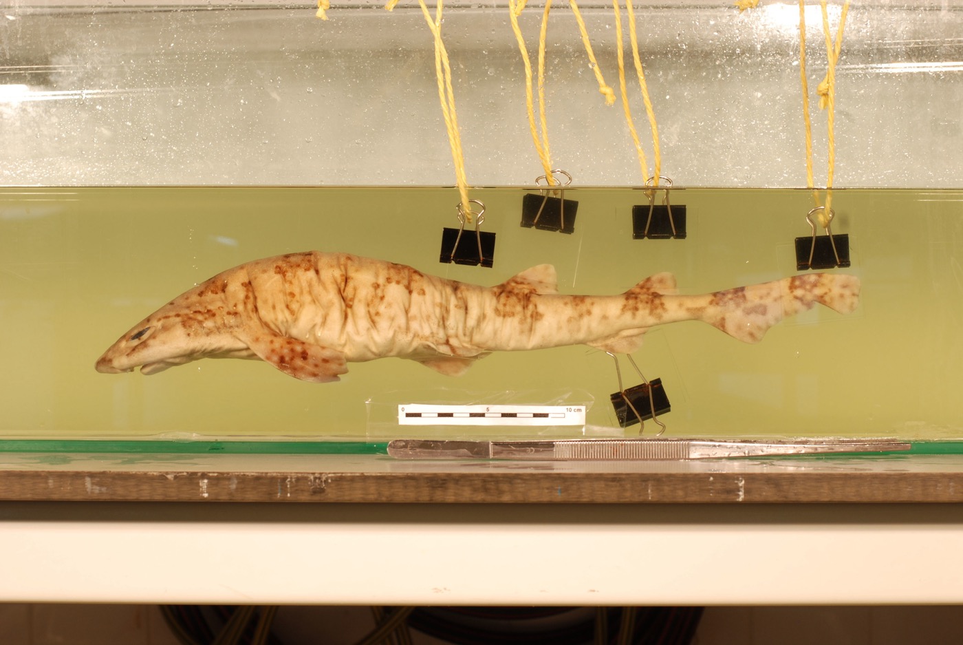 Specimen photograph of Scyliorhinus boa in lateral view from the Naturalis collection; not to scale.