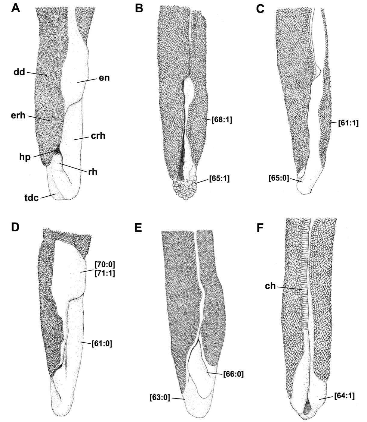 Scientific figure including the Scyliorhinus duhameli specimen detail from a comparative catshark study; not to scale.