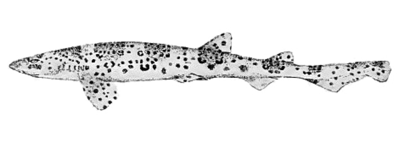 Historical illustration of Scyliorhinus haeckelii in lateral view; not to scale.