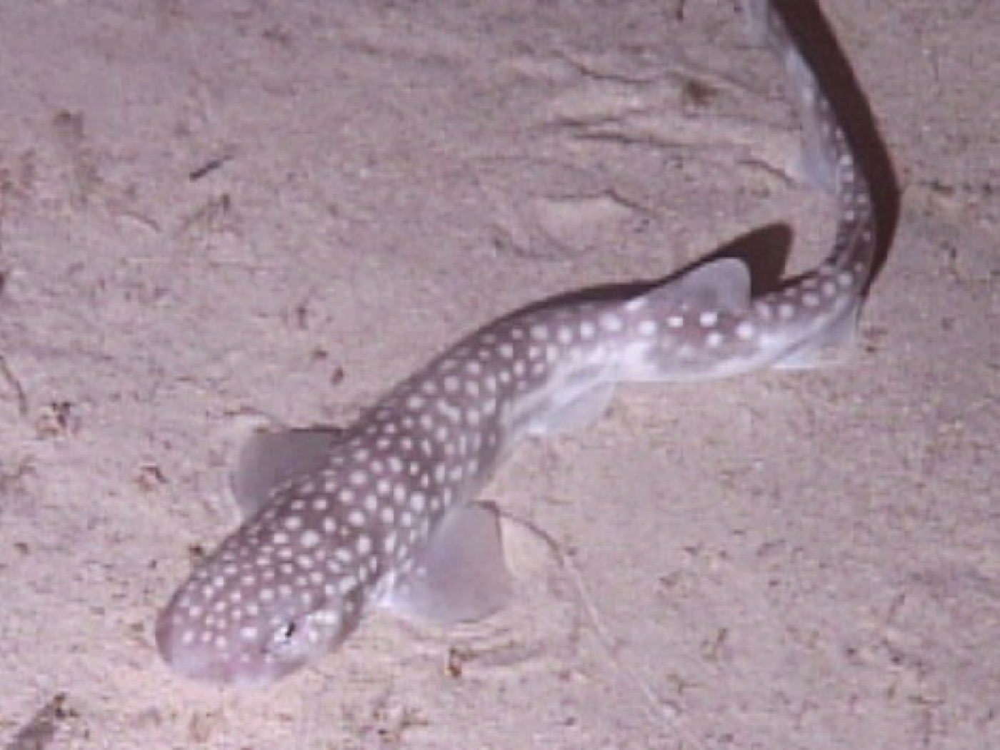 Whitesaddled catshark still image from NOAA video; not to scale.
