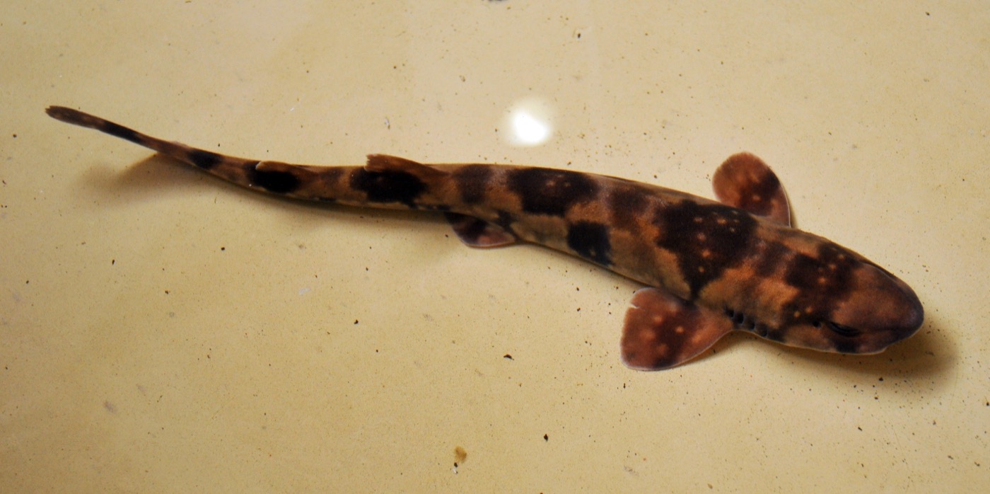 Cloudy catshark aquarium photograph showing the mottled body and blunt head; not to scale.