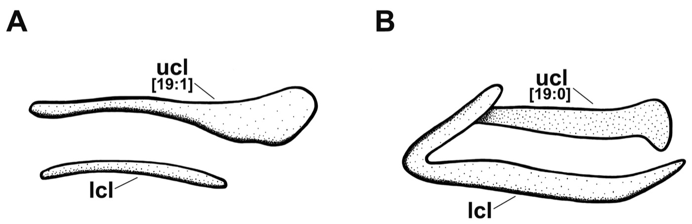 Scientific figure including the Scyliorhinus ugoi specimen detail from a comparative catshark study; not to scale.