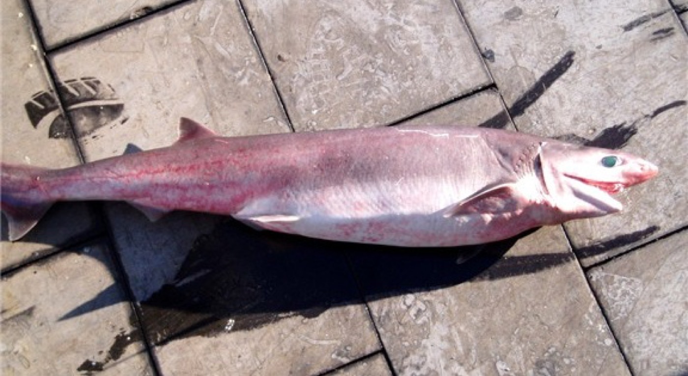 Sharpnose sevengill shark reference photograph showing the slim body and narrow head; not to scale.