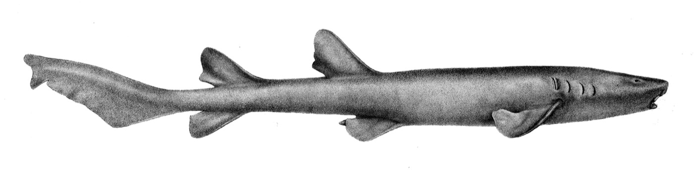 Historic short-tail nurse shark reference image showing the broad head and shortened tail region; not to scale.