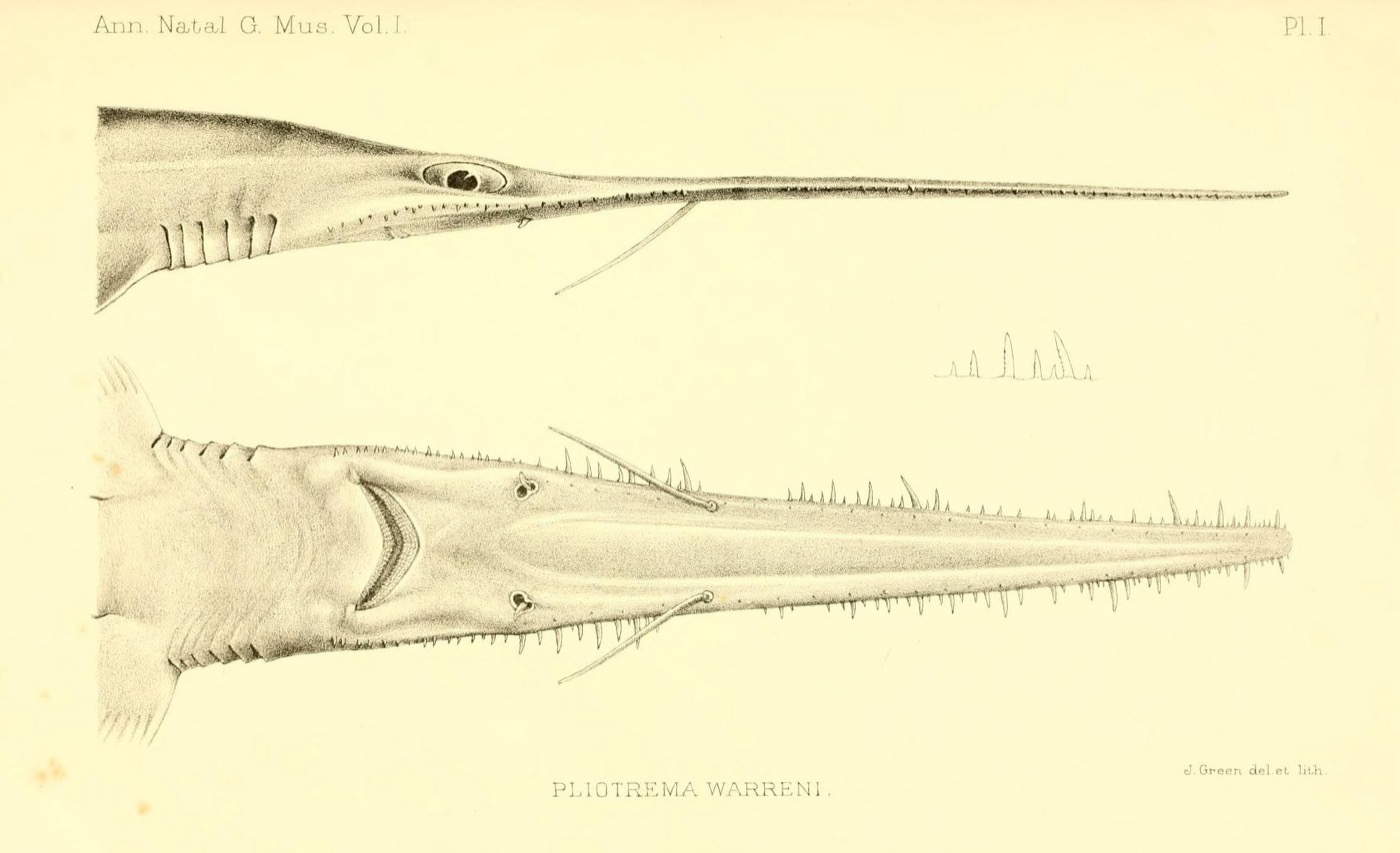 Historic sixgill sawshark plate showing the long toothed rostrum and slender body; not to scale.