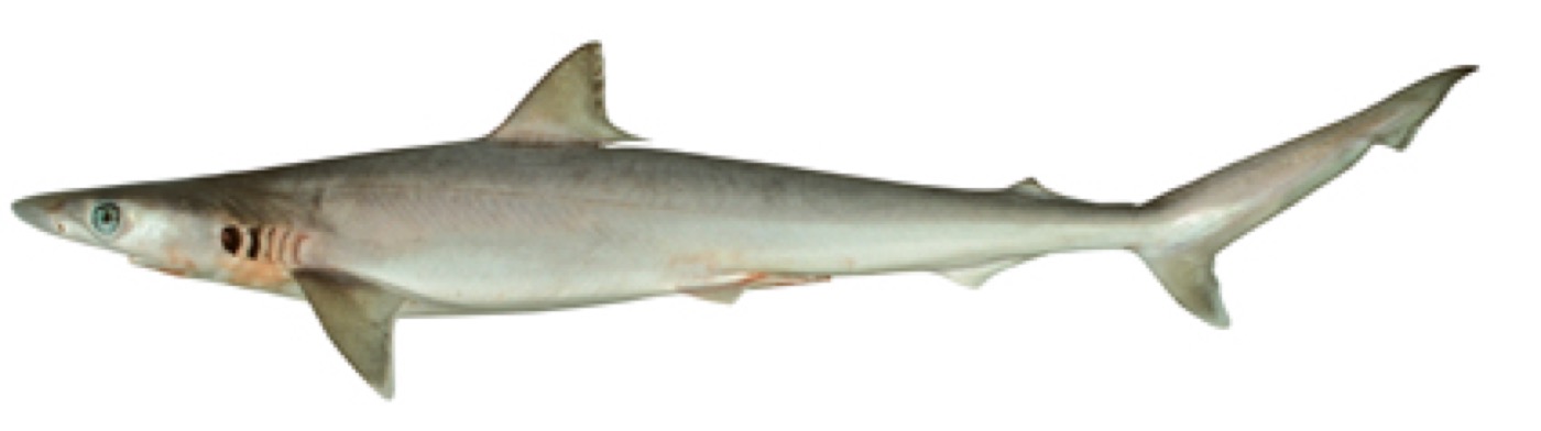 Sliteye shark reference photograph showing the slim body and long narrow snout; not to scale.