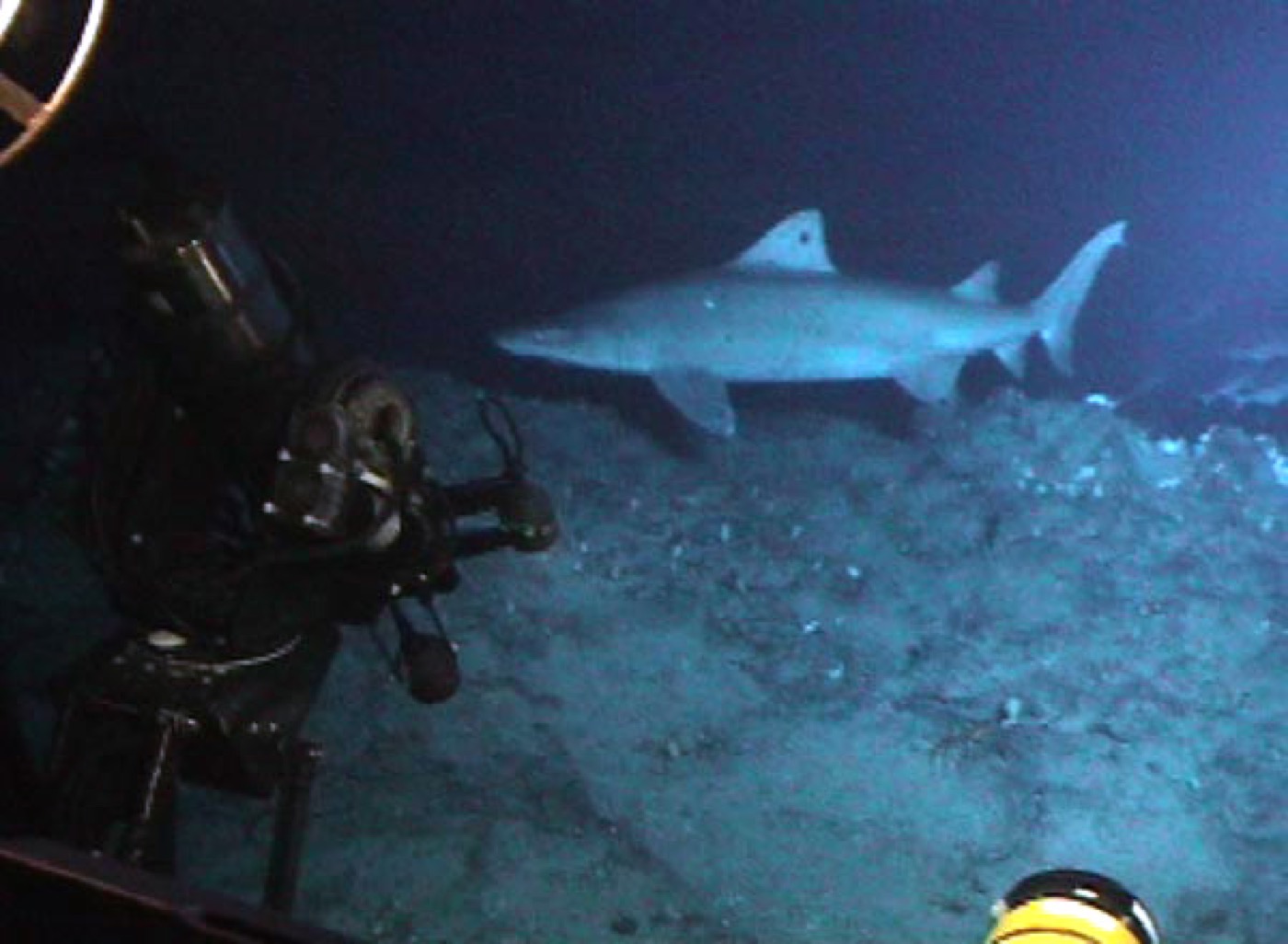 Smalltooth sand tiger shark photograph showing the elongated body and protruding teeth; not to scale.