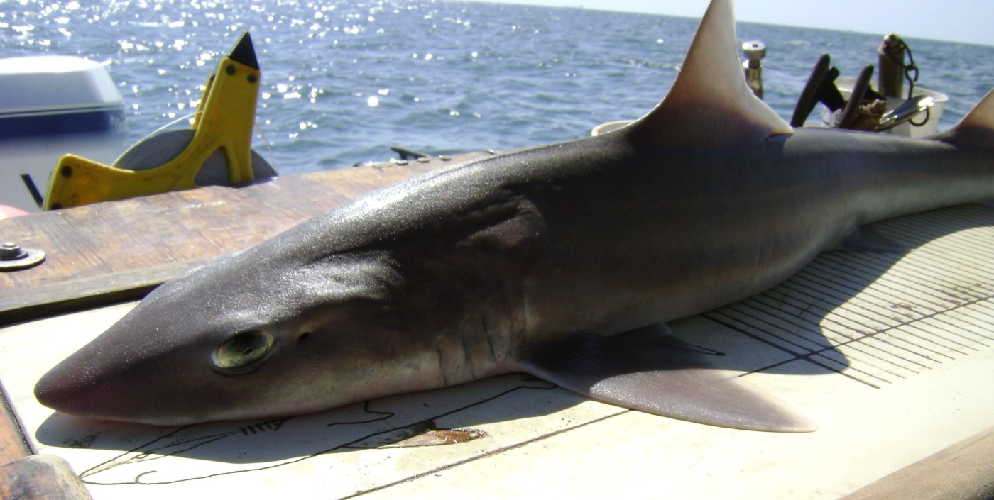 Smooth dogfish reference photograph showing the streamlined body and rounded fins; not to scale.