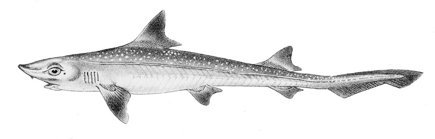 Historic smooth-hound reference image showing the streamlined body and rounded fins; not to scale.
