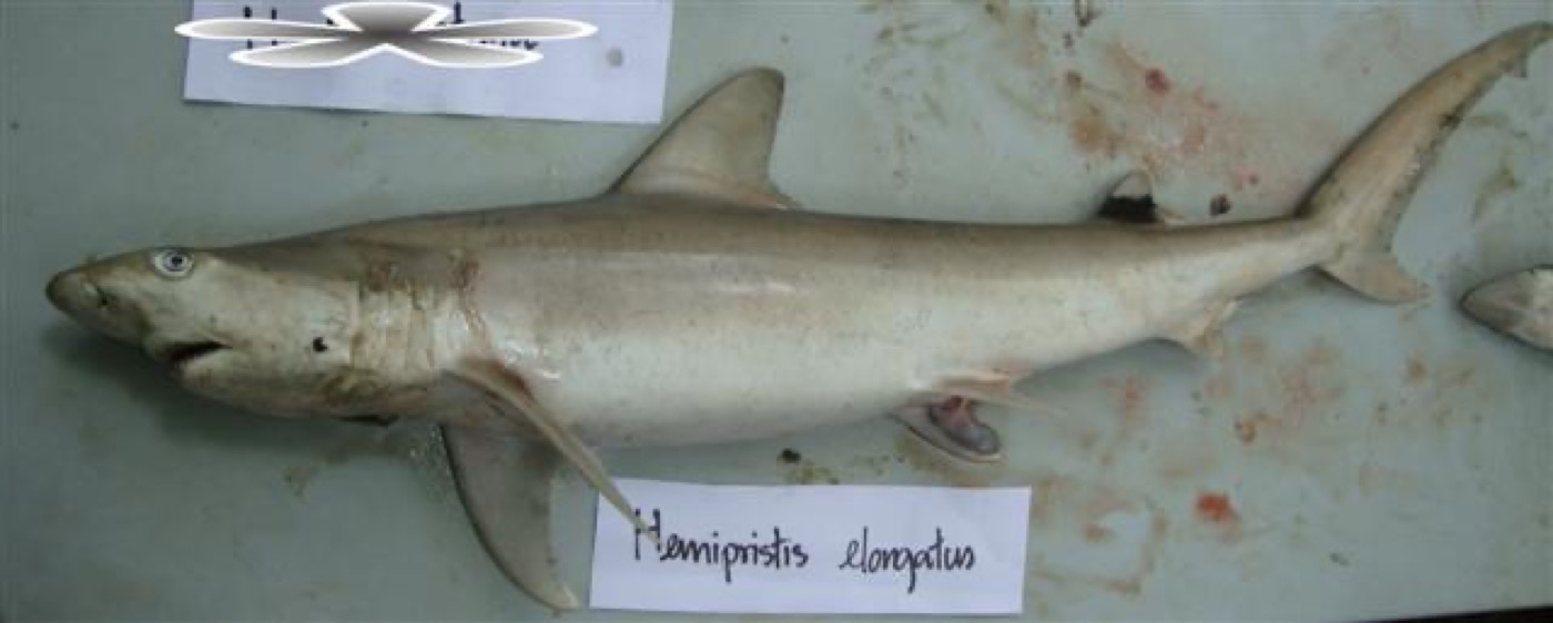 Snaggletooth shark reference photograph showing the long fins and jagged tooth profile; not to scale.