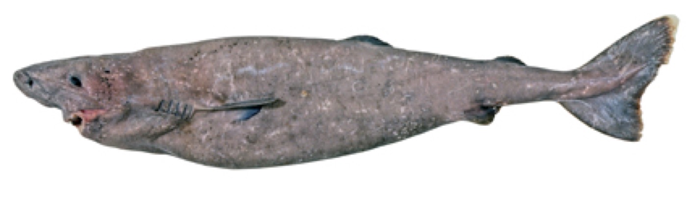 Somniosus antarcticus specimen profile from the Australian National Fish Collection; not to scale.