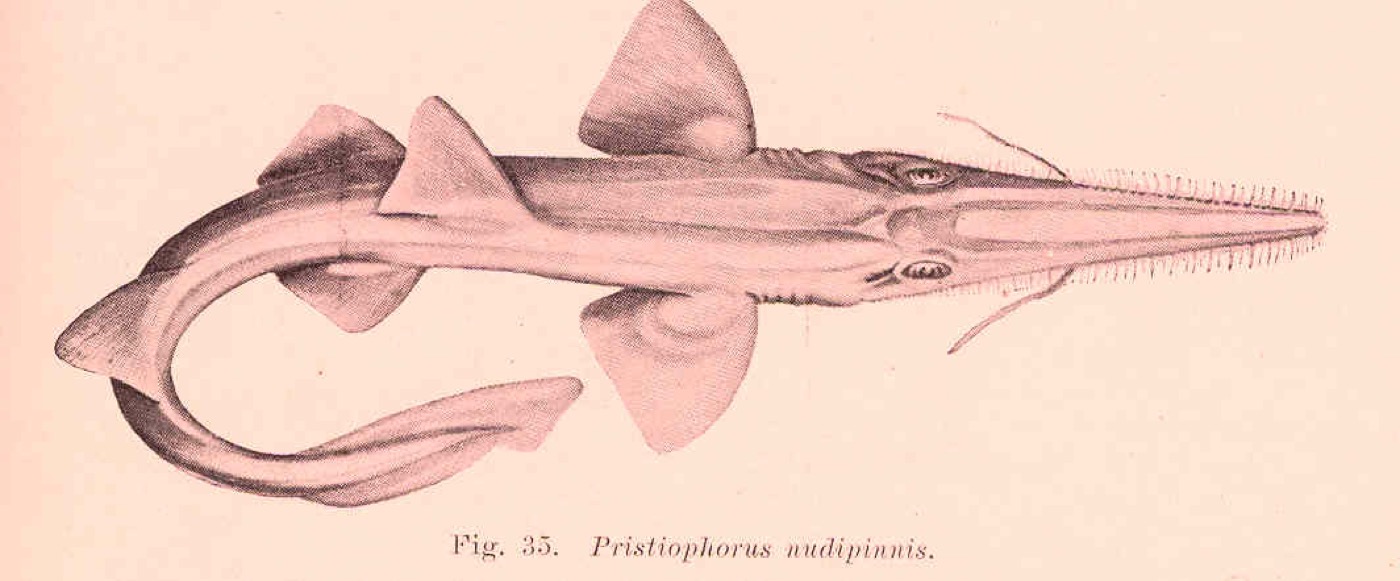 Historic southern sawshark plate showing the toothed rostrum and slender body; not to scale.