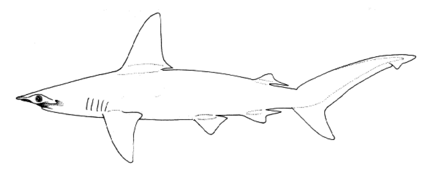 Illustration of Sphyrna couardi in lateral view with the broad hammer-shaped head emphasized; not to scale.