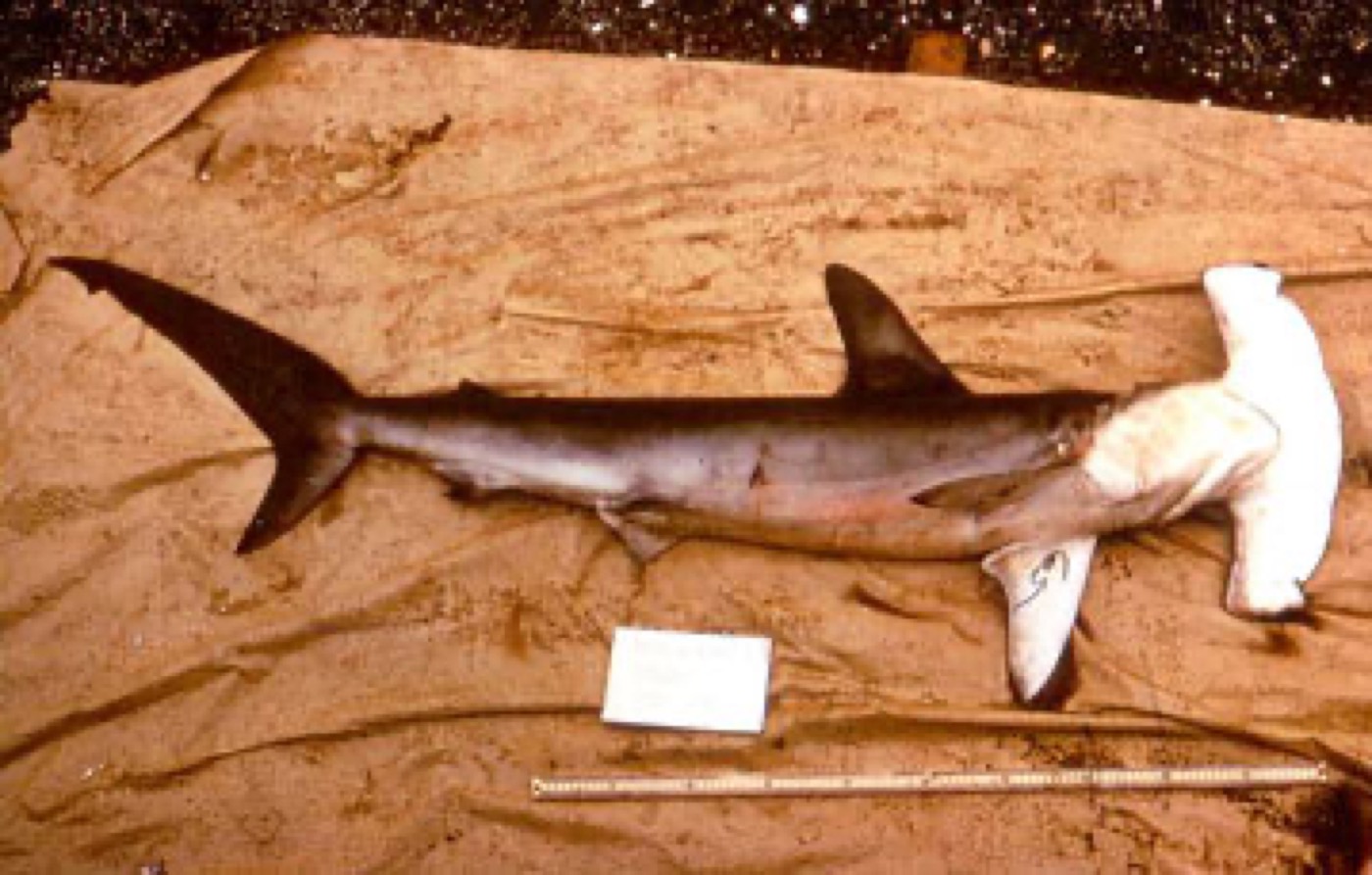 Smooth hammerhead reference photograph showing the gently curved hammer and tall dorsal fin; not to scale.
