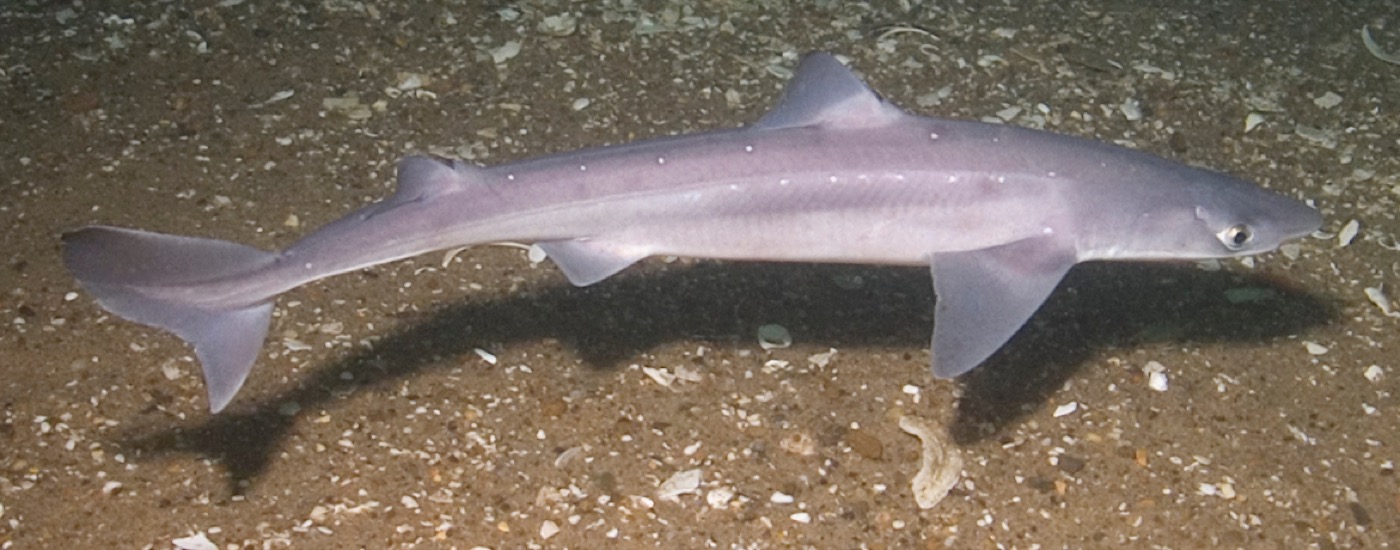Spiny dogfish underwater photograph showing the slim body and paired dorsal spines; not to scale.