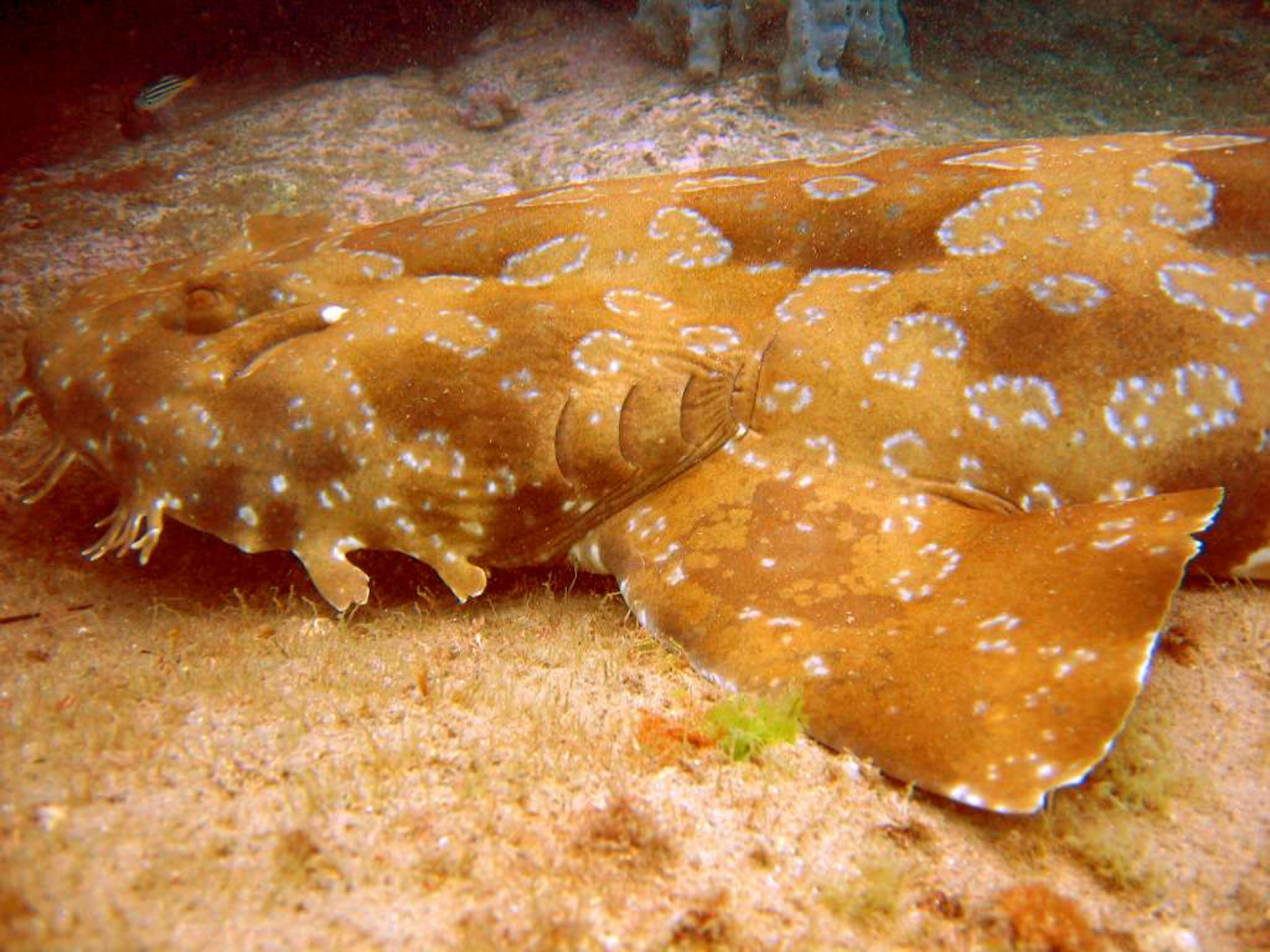 Spotted wobbegong photographed at Shelly Beach, Sydney, showing the mouth flaps and mottled camouflage; not to scale.