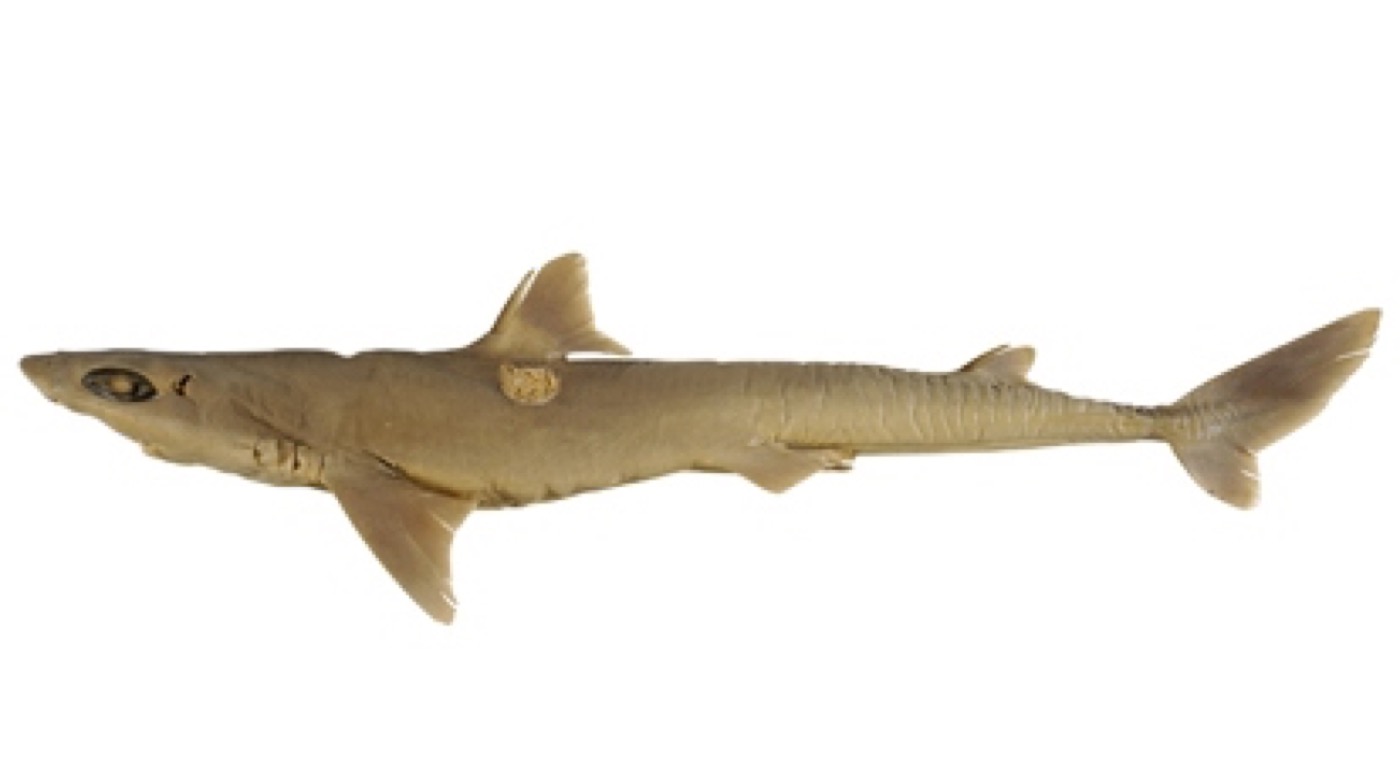 Squalus altipinnis specimen profile from the Australian National Fish Collection; not to scale.