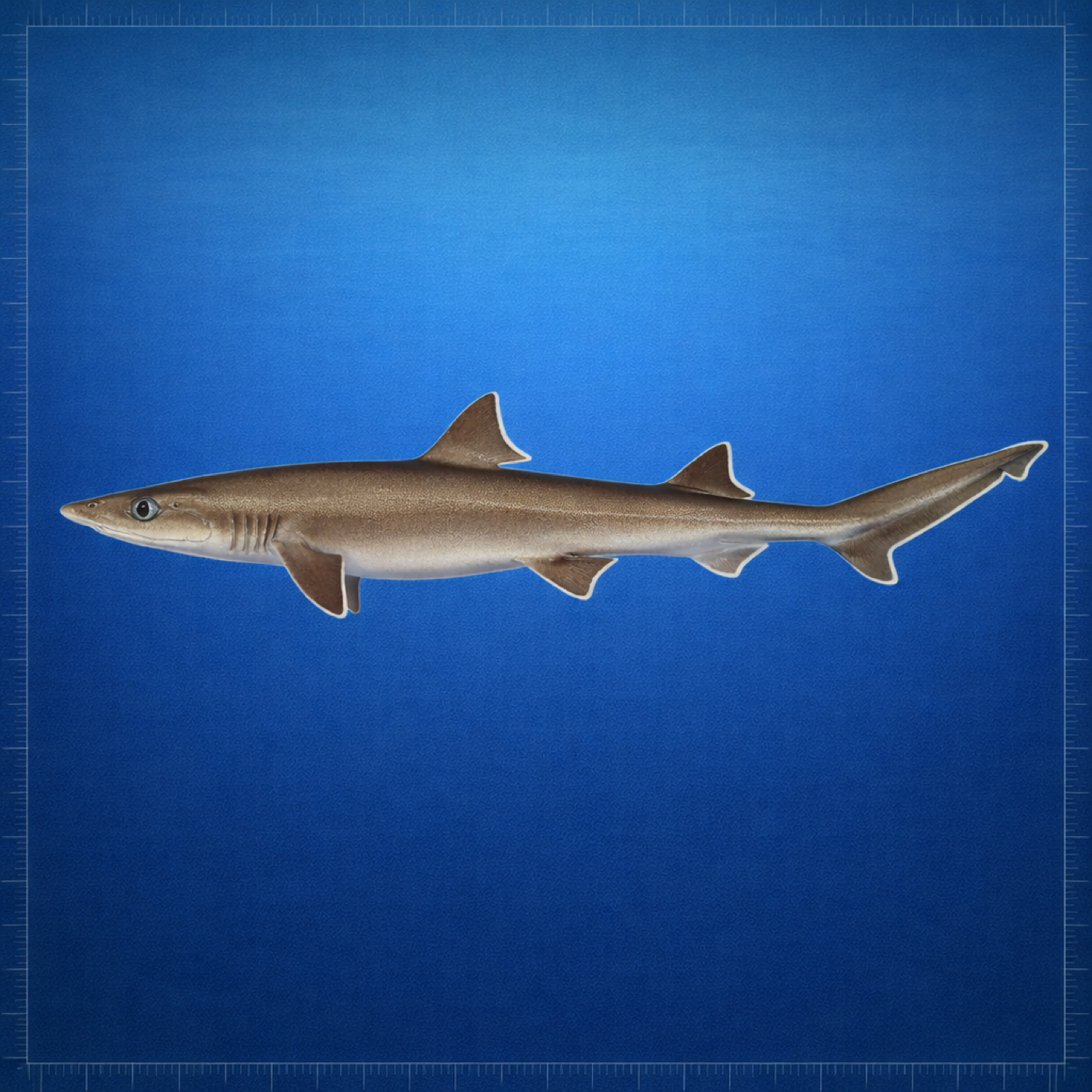 Generated editorial rendering of Squalus Boretzi using the PocketShark Codex reference-assisted workflow, shown in lateral specimen-board profile; not to scale.