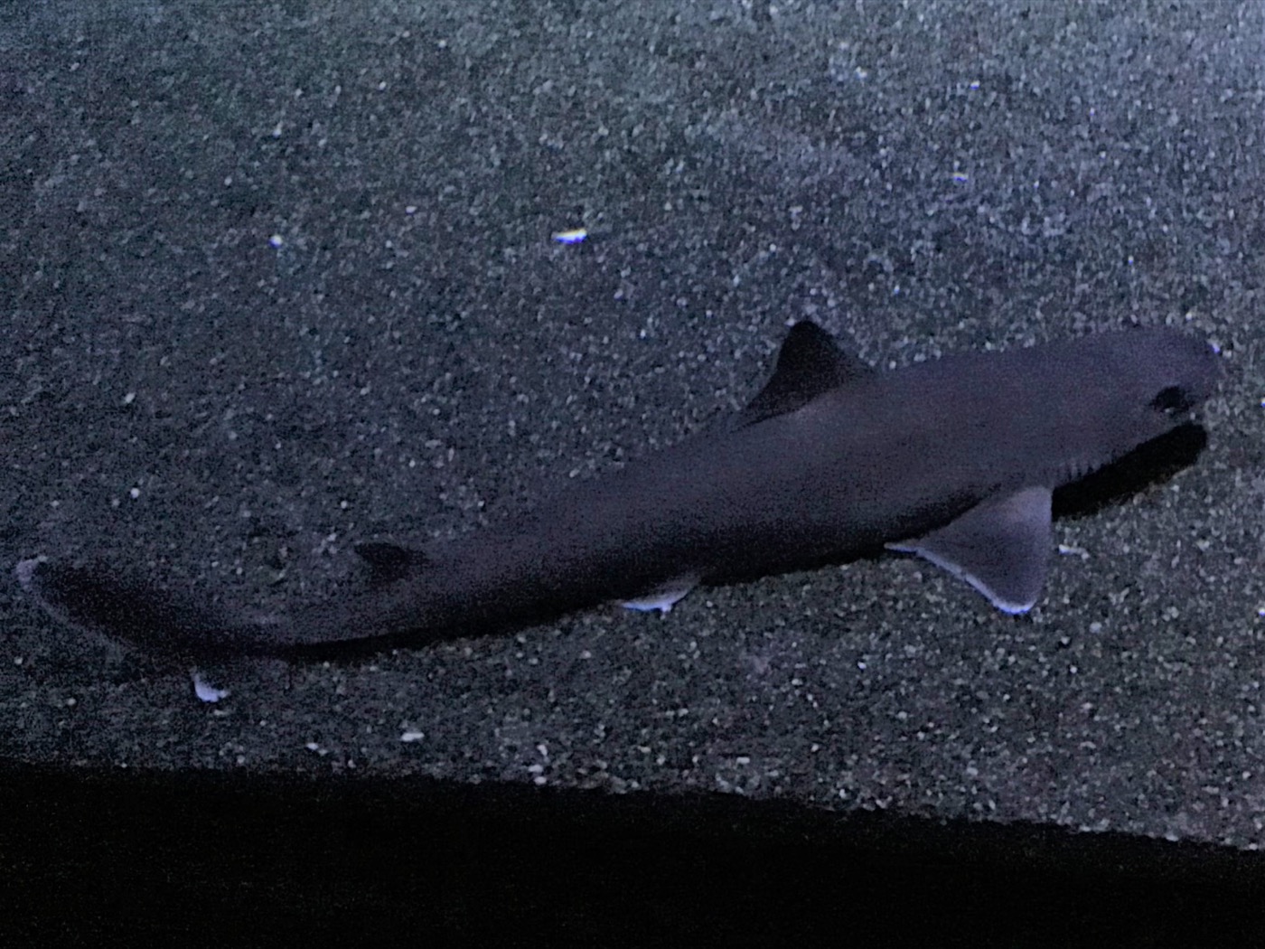 Japanese shortnose spurdog photographed in an aquarium with the short snout visible; not to scale.