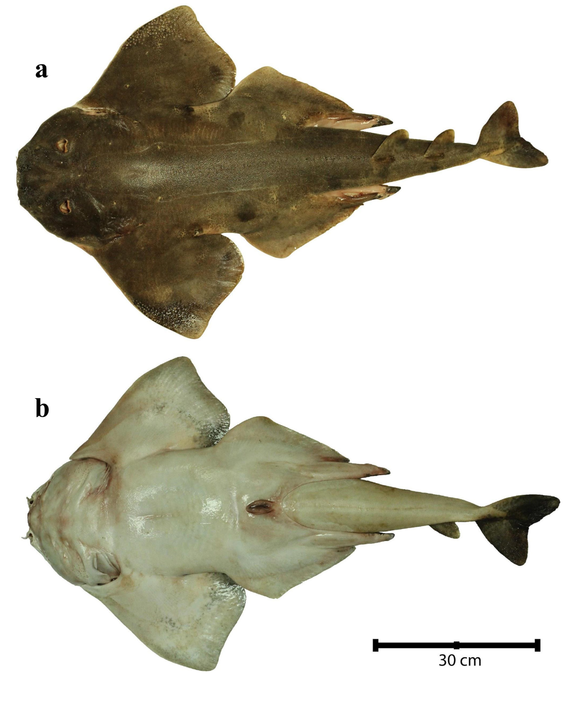 Neotype figure of Squatina armata showing fresh dorsal and ventral views; not to scale.