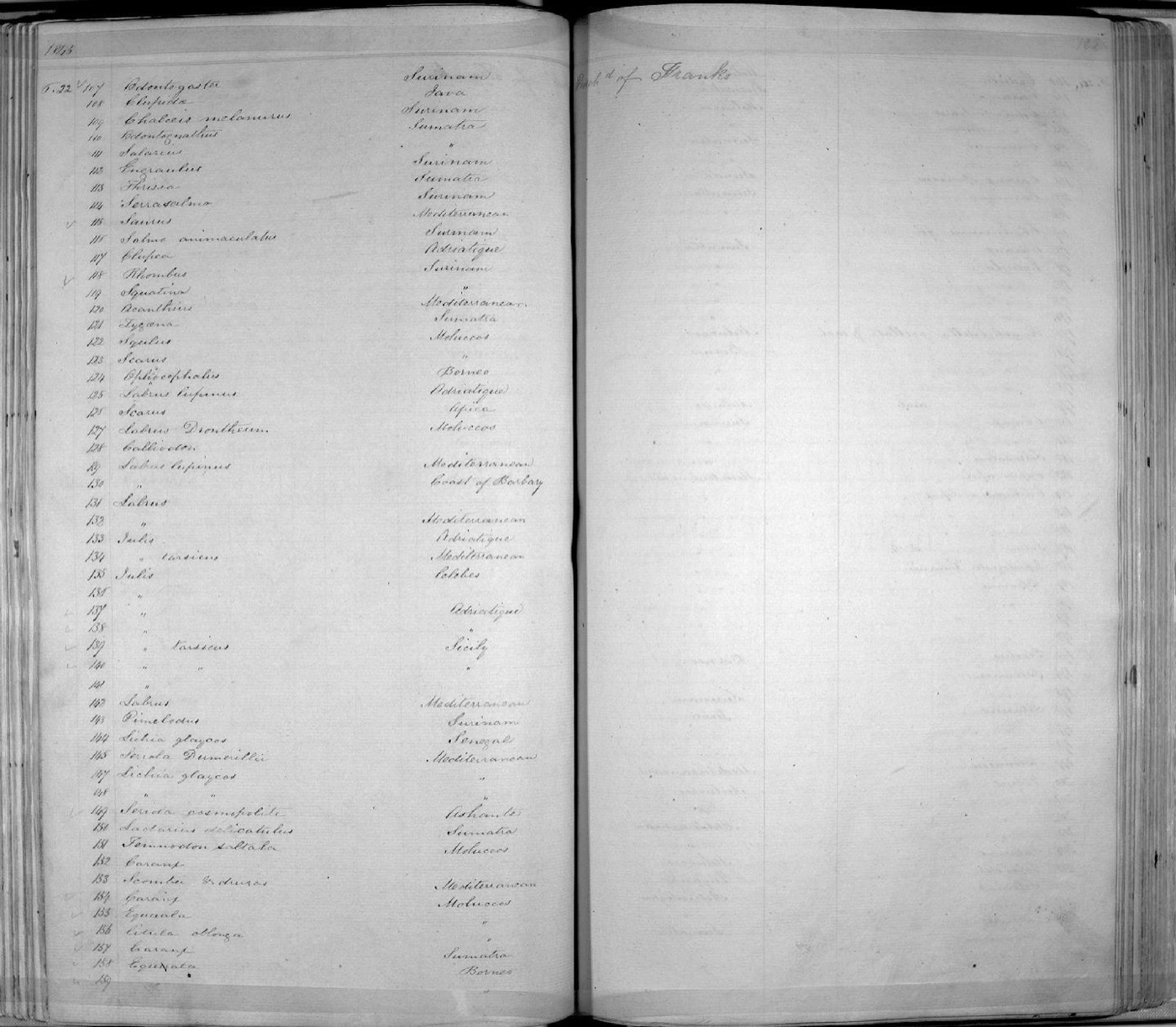 Natural History Museum specimen photograph of Squatina david in dorsal view; not to scale.