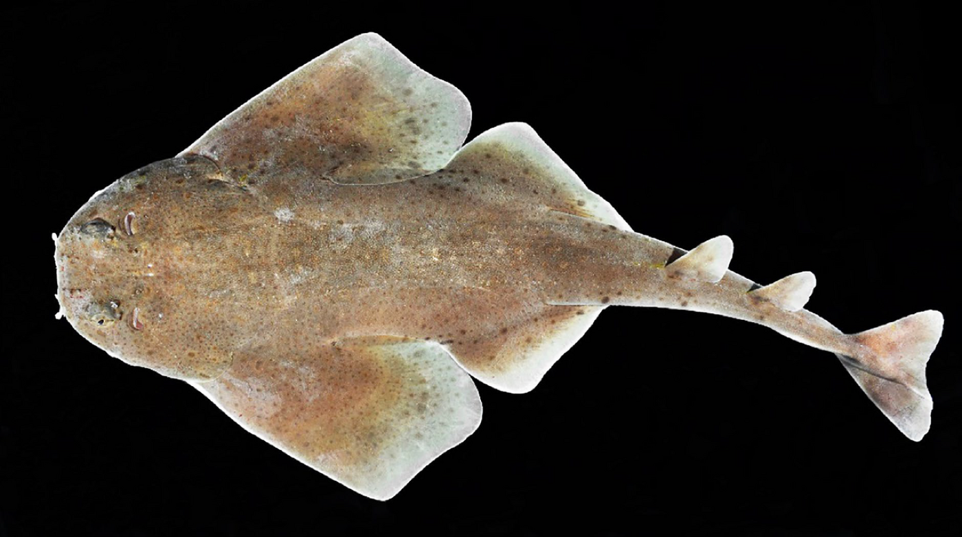 Caribbean angel shark scientific figure showing the flattened body and head proportions; not to scale.