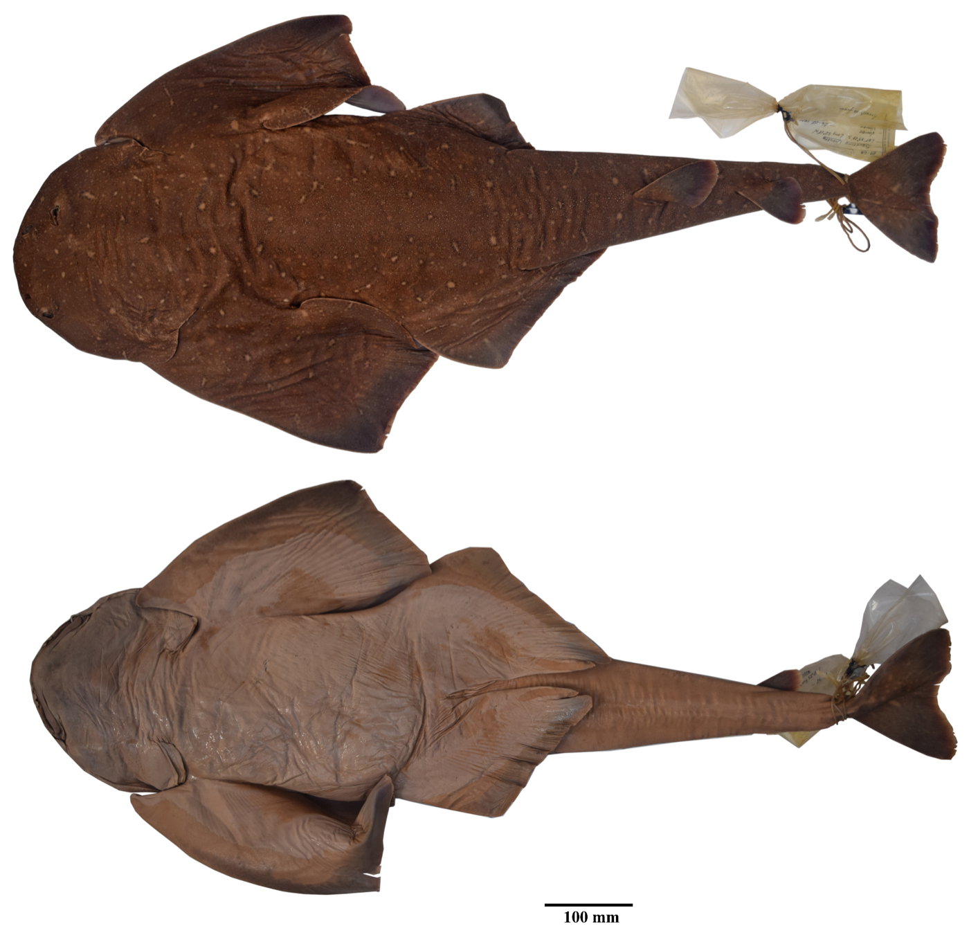 Paratype figure of Squatina occulta in dorsal, lateral, and ventral views; not to scale.