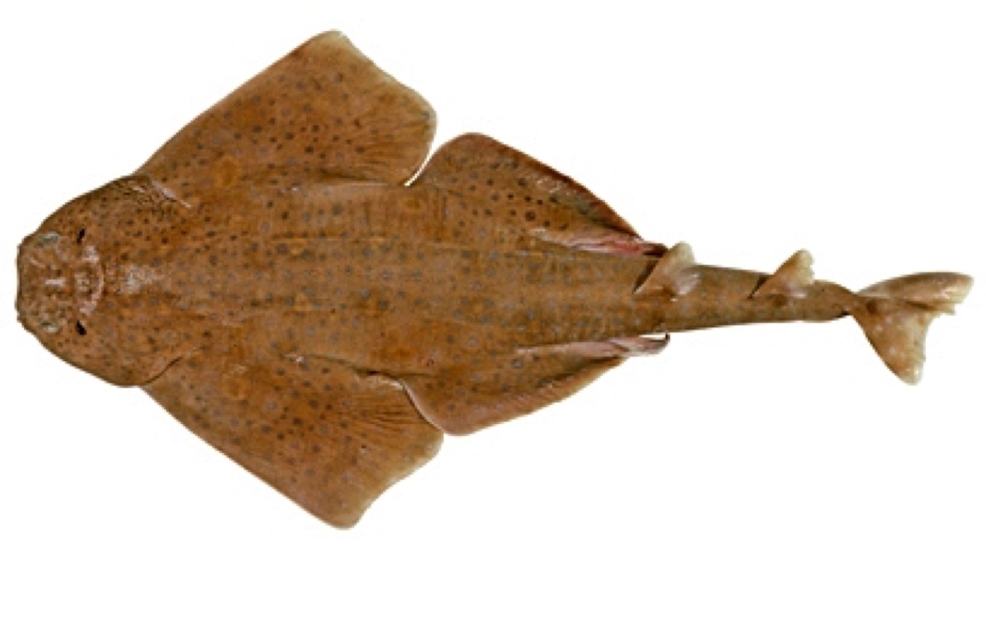 Squatina pseudocellata specimen profile from the Australian National Fish Collection; not to scale.