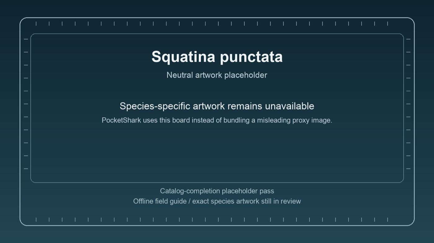 Neutral PocketShark placeholder board for Squatina punctata while species-specific artwork remains unavailable.