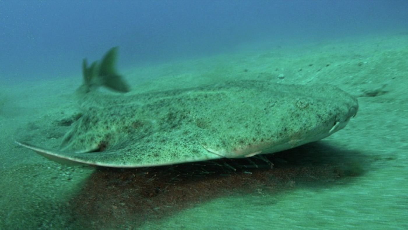 Angel shark photographed resting on the seafloor with its flattened body spread wide; not to scale.