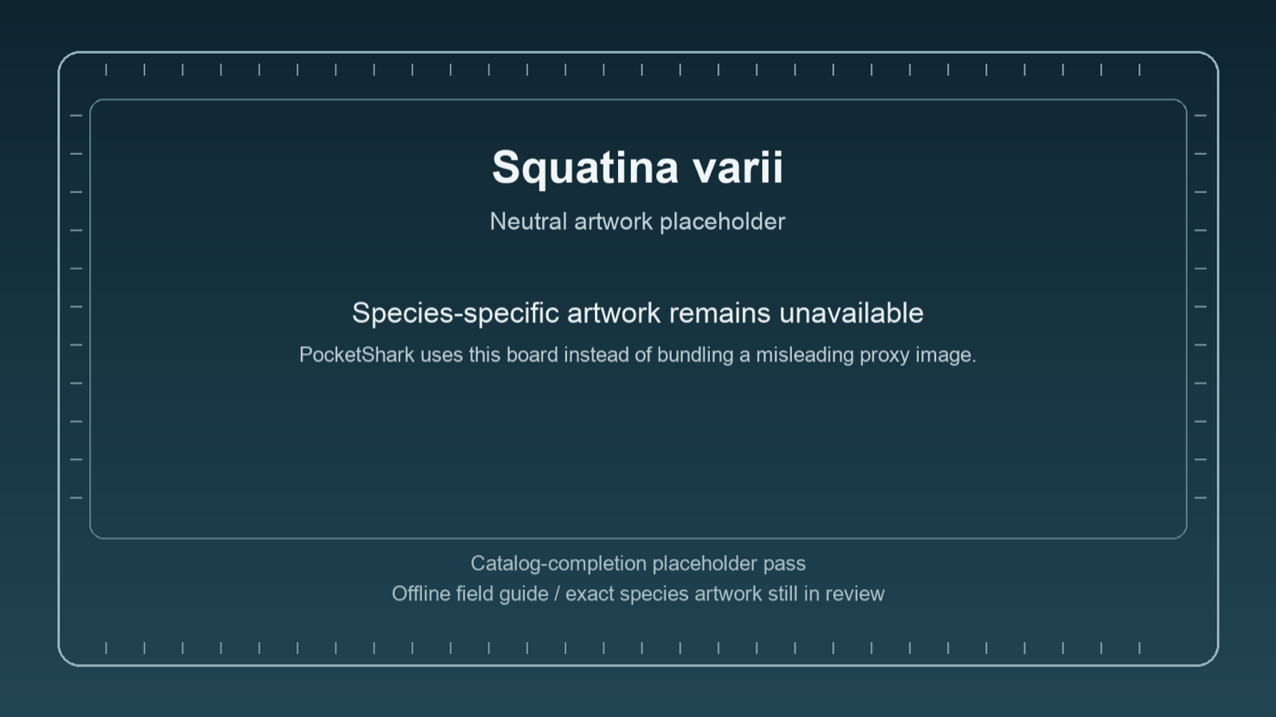 Neutral PocketShark placeholder board for Squatina varii while species-specific artwork remains unavailable.