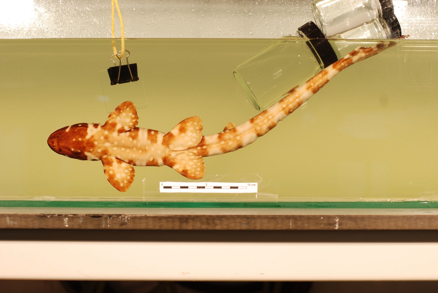 Strahan's epaulette shark specimen photograph showing the slender body and dark spotting; not to scale.