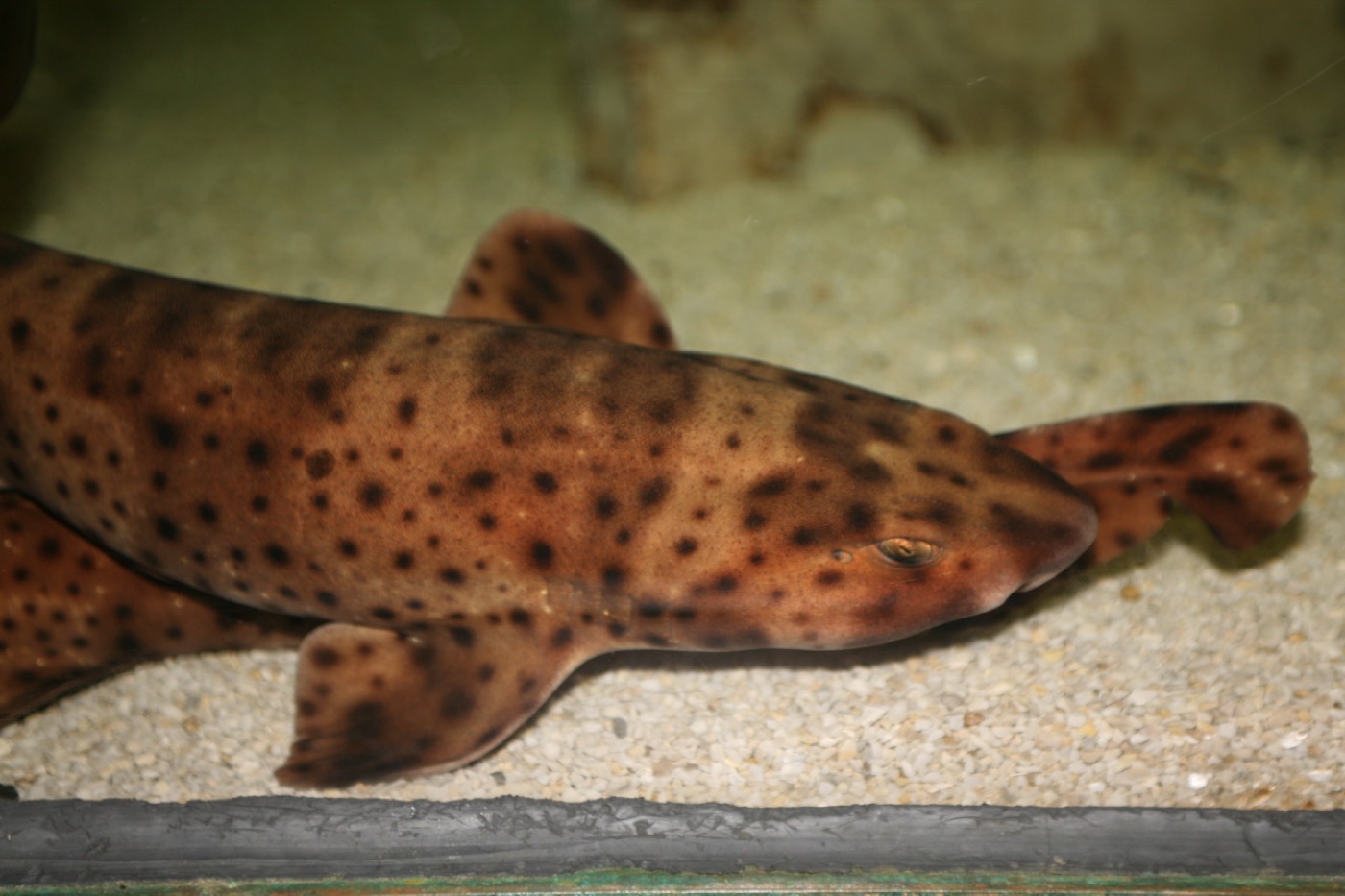 Swell shark photograph showing the blocky head and saddle-like spotting; not to scale.